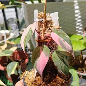 Philodendron micans pink variegated - Etsy sterreich
