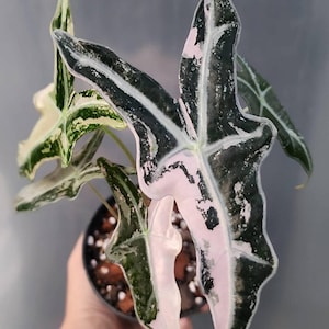 Alocasia nobilis pink variegated - Etsy 日本