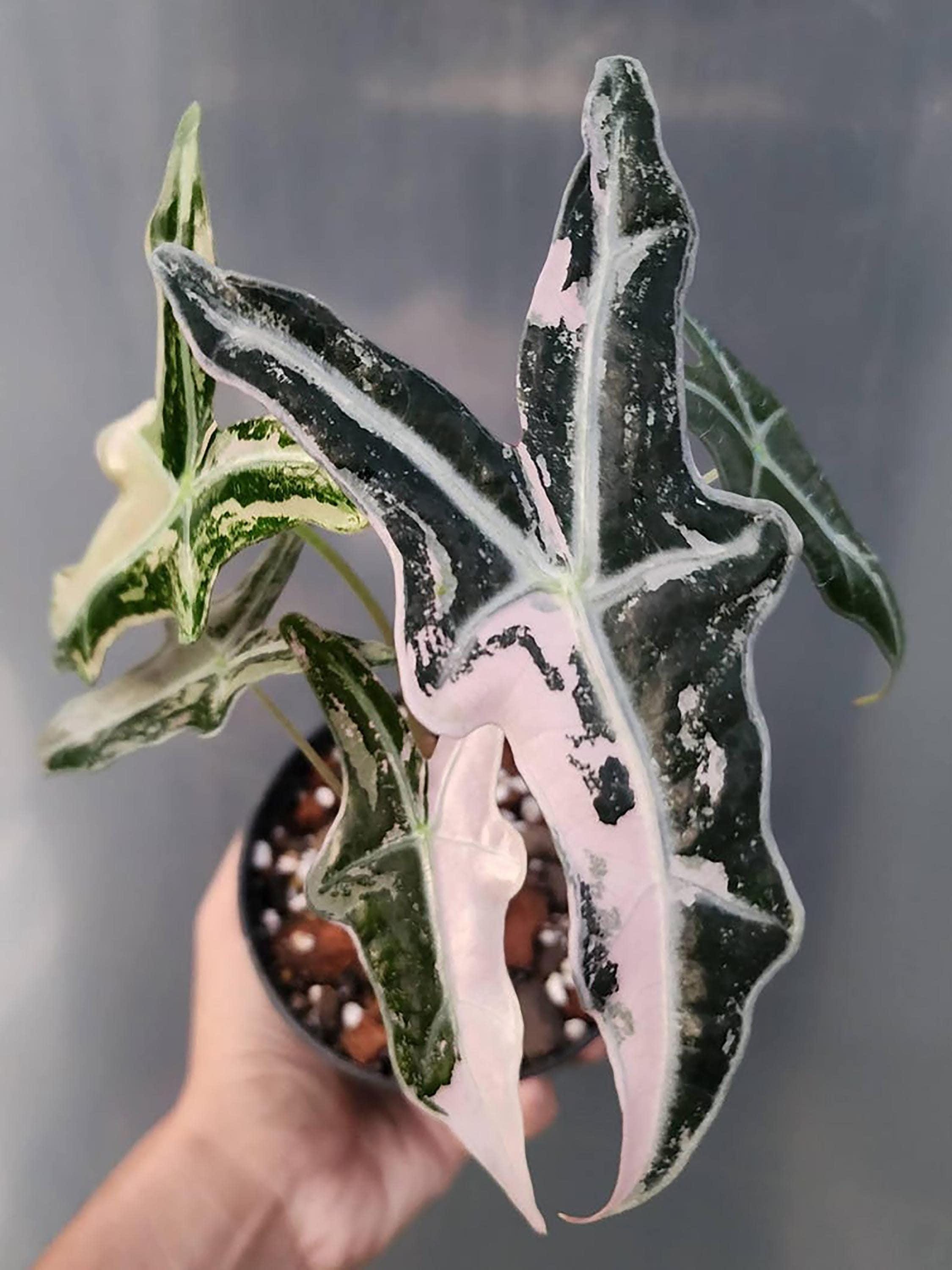 Alocasia nobilis pink variegated - Etsy 日本