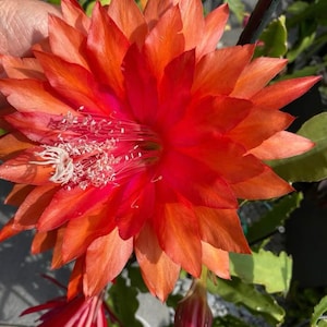 Op de afbeelding: Een close-up van een bloem met meerdere bloembladen in rood- en oranjetinten, met witte meeldraden. De tekst "Kiwi Fellowship" is zichtbaar onderaan de afbeelding. Er zijn ook verschillende knoppen zichtbaar.