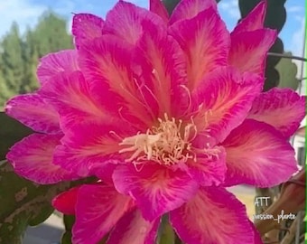 MUY RARO – Esqueje grande de Epiphyllum “Flame”, 18/20 cm, sin raíces.
