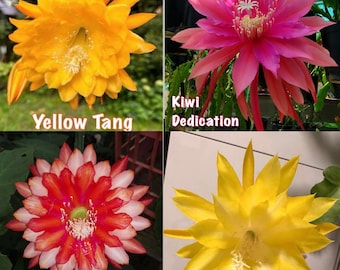 Magnifico lotto di 8 varietà ibride di Epiphyllum “Kiwi” molto ricercate