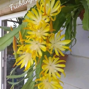 Könnte beinhalten: Ein hängender Epiphyllum-Kaktus mit leuchtend gelben, sternförmigen Blüten und langen, flachen, grünen Stielen. Der Text 'Frühlingsgold' ist in weißer Schreibschrift im oberen Teil des Bildes zu sehen und überlagert das grüne Laub und die gelben Blüten.