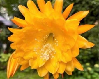 Epiphyllum Yellow Tang - Esqueje fragante, 20 cm, floración magnífica