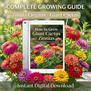 Può includere: Un tablet mostra una guida sulla coltivazione delle Zinnie Cactus Giganti, circondato da fiori colorati. Lo schermo mostra il titolo "How to Grow Giant Cactus Zinnias" e le parole "From Seed to Stunning Blooms". Il testo "Complete Growing Guide" e "Instant Digital Download" è anche presente.