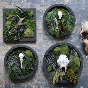 Könnte beinhalten: Vier dekorative Wandkunstwerke. Eines quadratisch und drei kreisförmig, alle mit dunkelgrauen Rahmen. Jedes Stück zeigt ein Bett aus grünem Moos, getrockneten Pflanzen und Tierschädeln oder Geweihen. Die Stücke sind an einer verwitterten grauen Wand angeordnet.