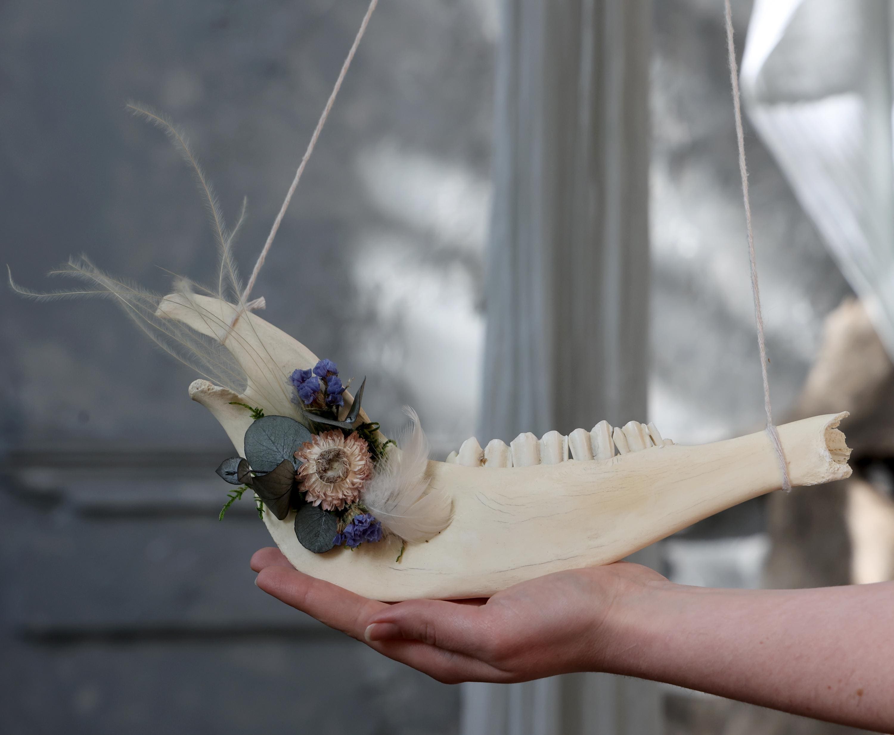 Cow jaw bones - Etsy 日本