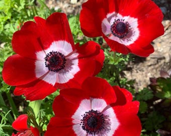 Hollandia Poppy Anemone Bulbs Summer Flower Blooms