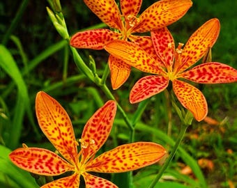 Sommersprossen Gesicht Brombeere Lilien Zwiebeln Orange Staudenblumen