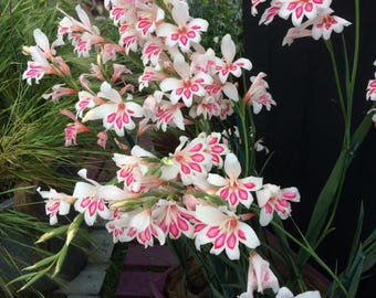 Hardy Miniature Gladiolus Bulbs Butterfly Garden Flowers