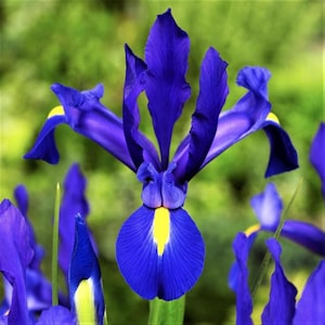Puede incluir: Primer plano de una vibrante flor de iris azul con acentos amarillos. Los pétalos son de un tono azul-púrpura intenso, con una prominente franja amarilla en la base de cada pétalo. El fondo es verde suave, creando un contraste natural.