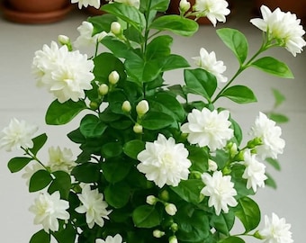 Double Bloom Jasmine Live Plant Fragrant White Flowers