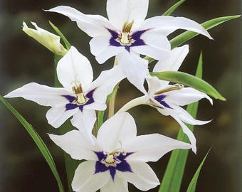 Seltene Gartenzwiebeln Acidanthera Pfau Orchidee