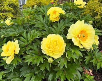 Gula Itoh-pionlökar vårblommande trädgårdsblommor