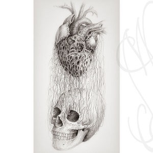 Pu&ograve; includere: Un disegno a matita dettagliato raffigura un cuore umano sopra un teschio. Il cuore &egrave; reso in modo intricato con un aspetto poroso e strutturato, collegato al teschio da linee fluide, simili a vene. L'opera &egrave; monocromatica.