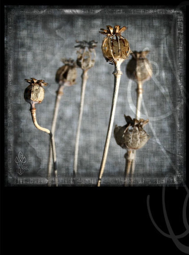 Funestes-2 8x10 20 x 27 cm Fine Art Photograph image 2