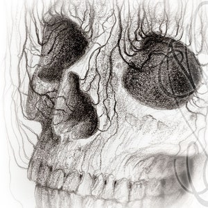 Pu&ograve; includere: Disegno a matita dettagliato di un teschio umano di profilo. L'opera &egrave; realizzata in tonalit&agrave; di grigio e nero, con linee intricate che raffigurano la struttura ossea e le vene circostanti. Sono visibili l'orbita e la cavit&agrave; nasale del teschio.