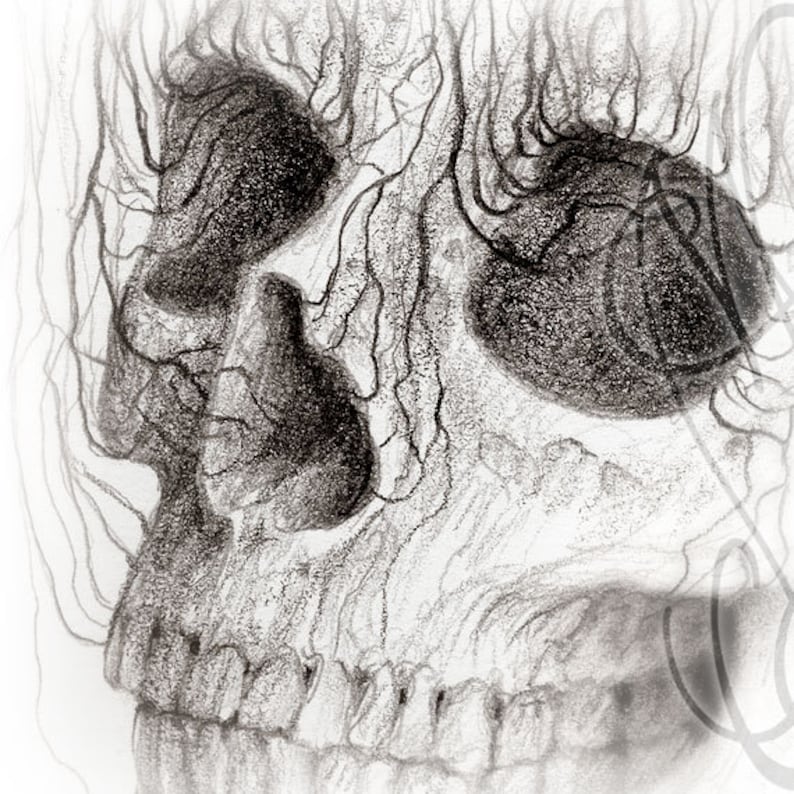 Pu&ograve; includere: Disegno a matita dettagliato di un teschio umano di profilo. L'opera &egrave; realizzata in tonalit&agrave; di grigio e nero, con linee intricate che raffigurano la struttura ossea e le vene circostanti. Sono visibili l'orbita e la cavit&agrave; nasale del teschio.