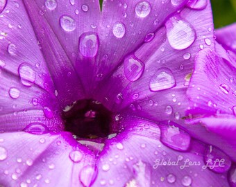 紫色の花のマクロプリント、水滴、沖縄の自然写真（デジタルダウンロード）