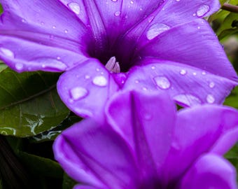 紫色の花のクローズアップ写真、沖縄の自然写真（デジタルダウンロード）