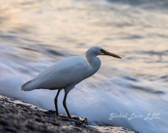 白鷺のビーチ写真、沖縄、日本の野生動物、海岸の鳥と夕日のプリント（デジタルダウンロード）
