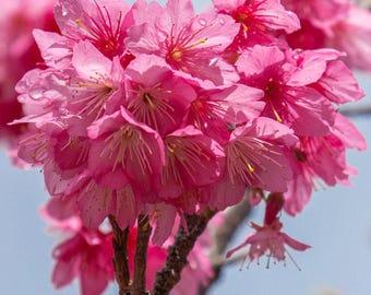 ピンクの桜のマクロプリント、水滴、沖縄の自然（デジタルダウンロード）
