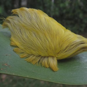 May include: A vibrant yellow caterpillar with a fuzzy, fur-like appearance rests on a large green leaf. The caterpillar's body is covered in soft, hair-like structures, creating a textured look. The leaf provides a natural backdrop, with blurred greenery in the background.
