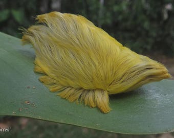 May include: A bright yellow flannel moth caterpillar with long, dense, hair-like setae covering its entire body, resting on a broad green leaf. The text @phil_torres is visible in the bottom left corner of the image.