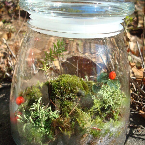 Woodland Mossy Lichen TERRARIUM kit...New England Style-MODERN JAR included