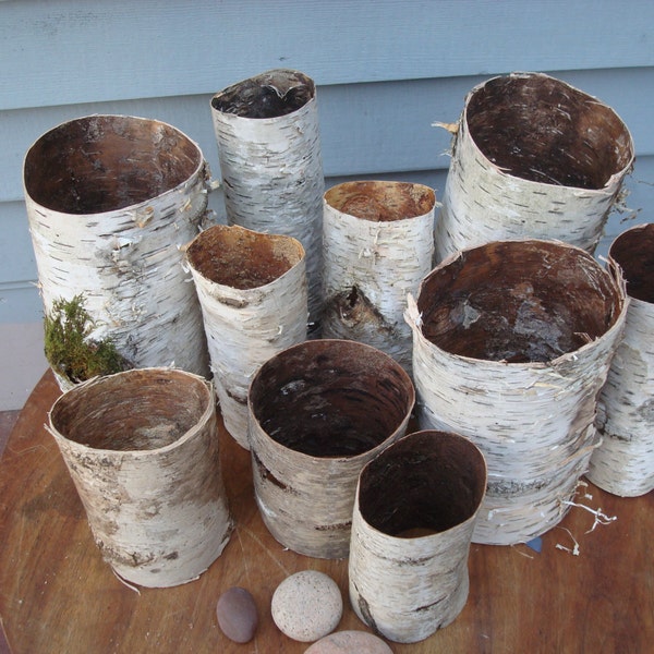 Set of 10 All natural white BIRCH TUBES country wedding decor table accent