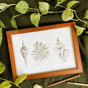 Pode incluir: Uma moldura de madeira retangular contendo uma impressão branca com três desenhos detalhados a lápis de grafite de diferentes conchas. A obra apresenta uma concha espiral alta, uma concha texturizada e uma concha cônica.