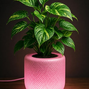 May include: A houseplant with green and yellow variegated leaves in a pink, textured, illuminated pot. The pot has a geometric pattern and is on a wooden surface. The plant is a decorative feature. The pot's diameter is approximately 20 cm.