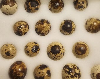 Jumbo Brown Coturnix Quail Eggs
