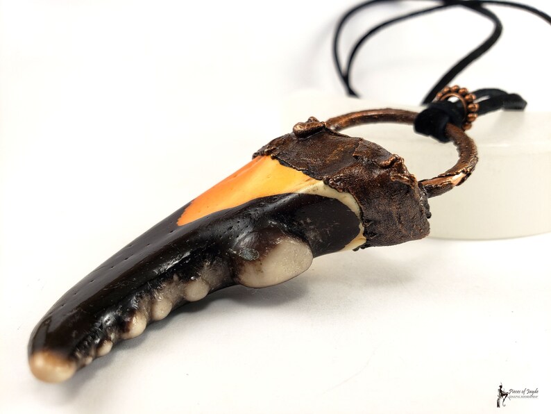 Real Florida Stone Crab Claw Necklace Zodiac Jewelry Crab Etsy