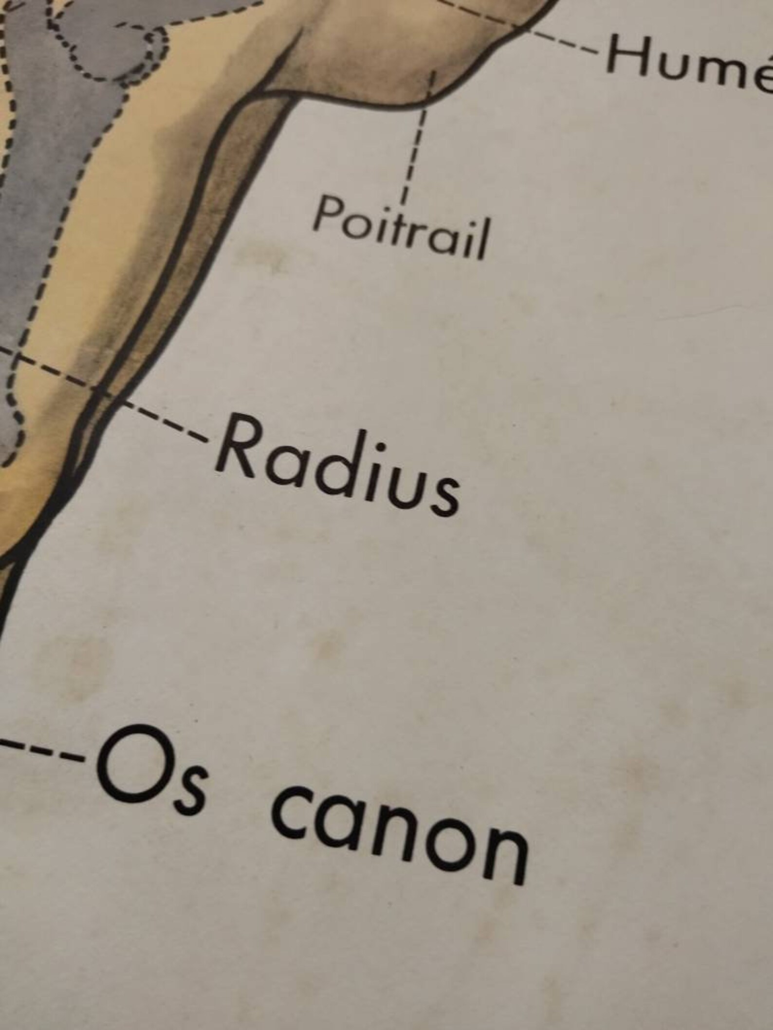 Vintage Animal Anatomy Double Sided School Poster Cow Horse Etsy