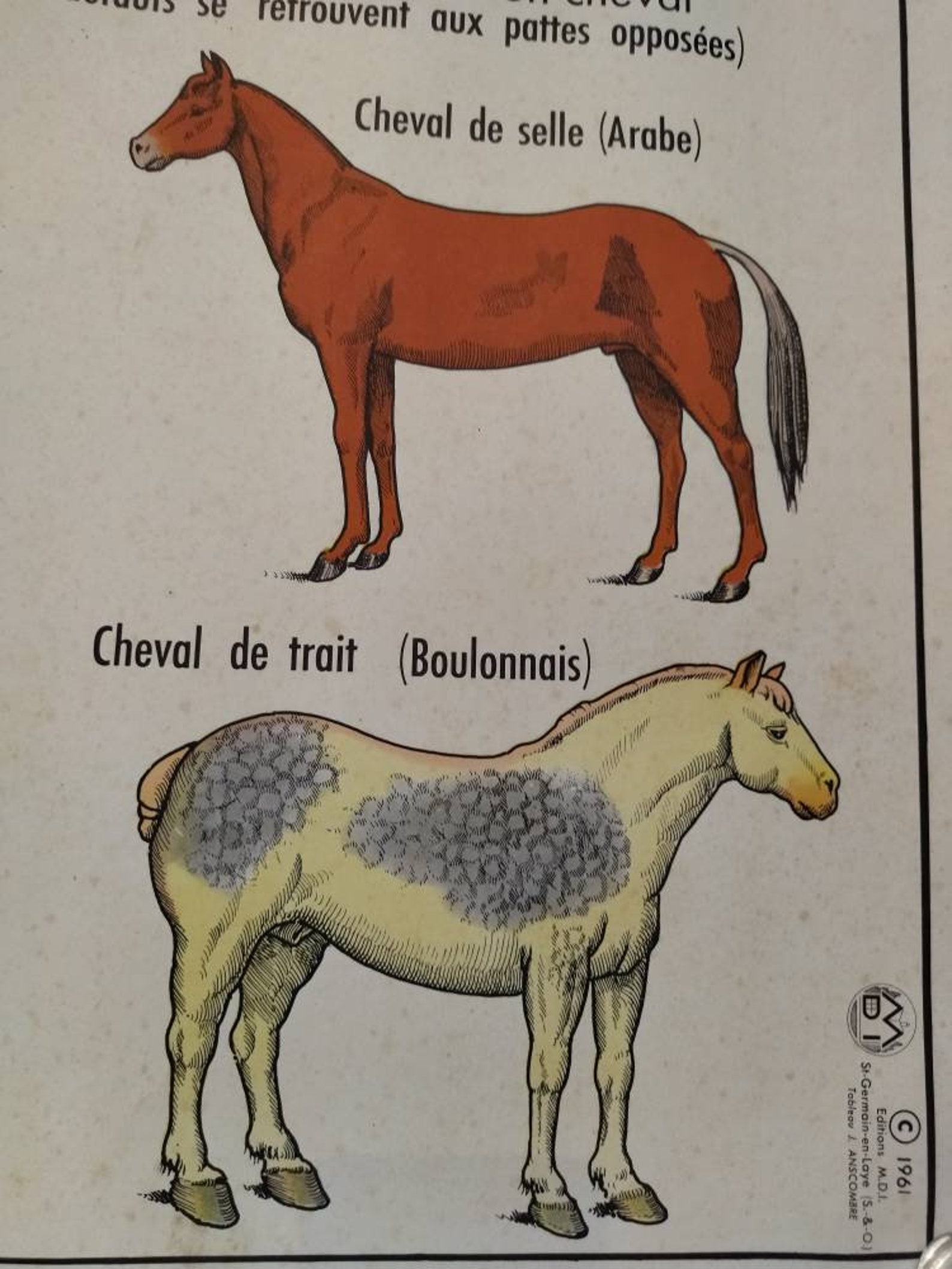 Vintage Animal Anatomy Double Sided School Poster Cow Horse Etsy