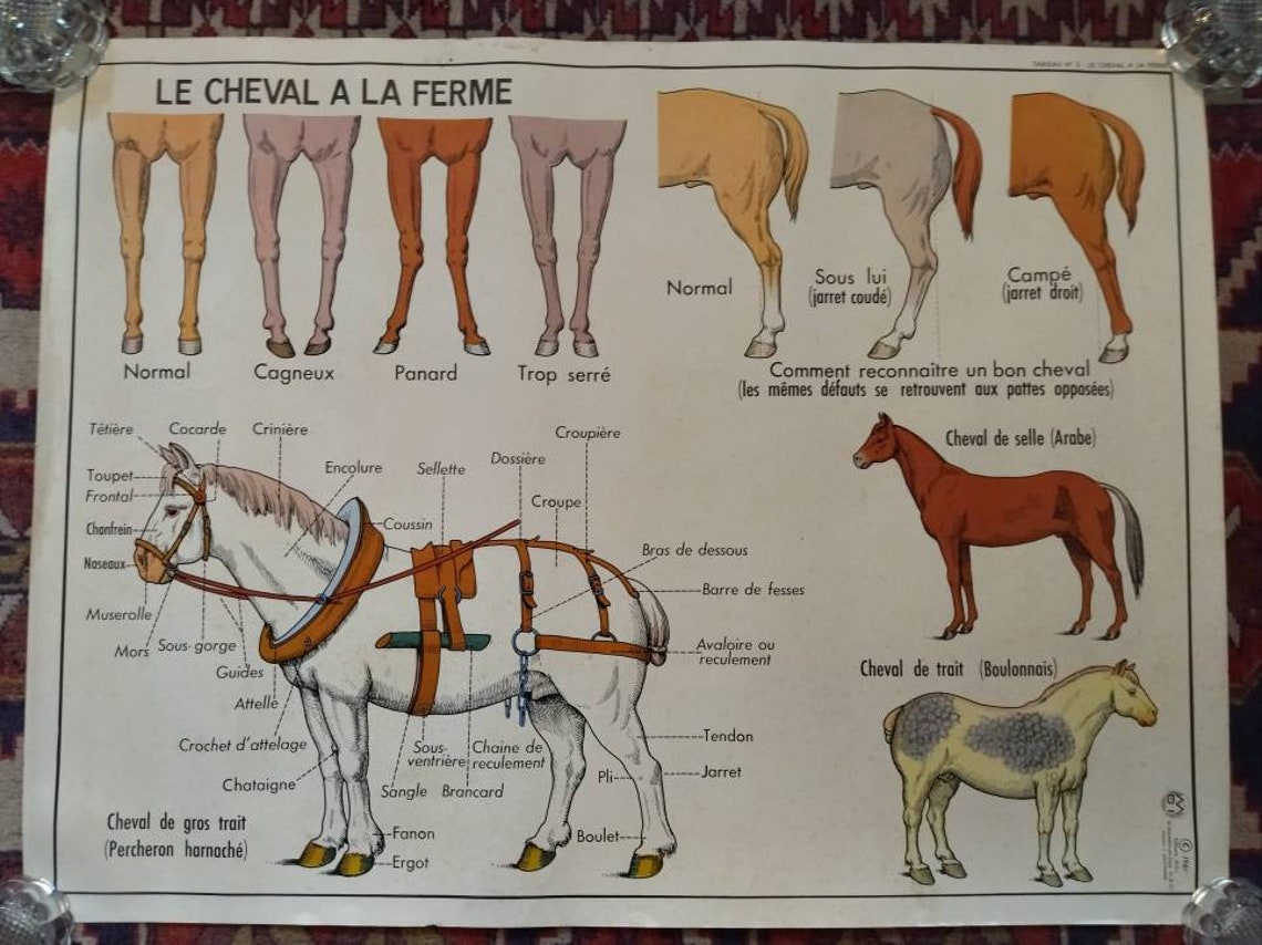 Vintage Animal Anatomy Double Sided School Poster Cow Horse Etsy