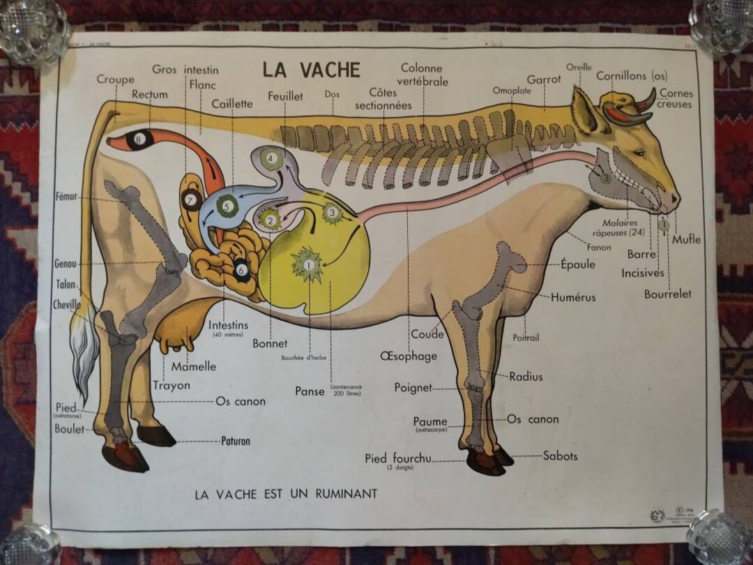 Vintage Animal Anatomy Double Sided School Poster Cow Horse Etsy