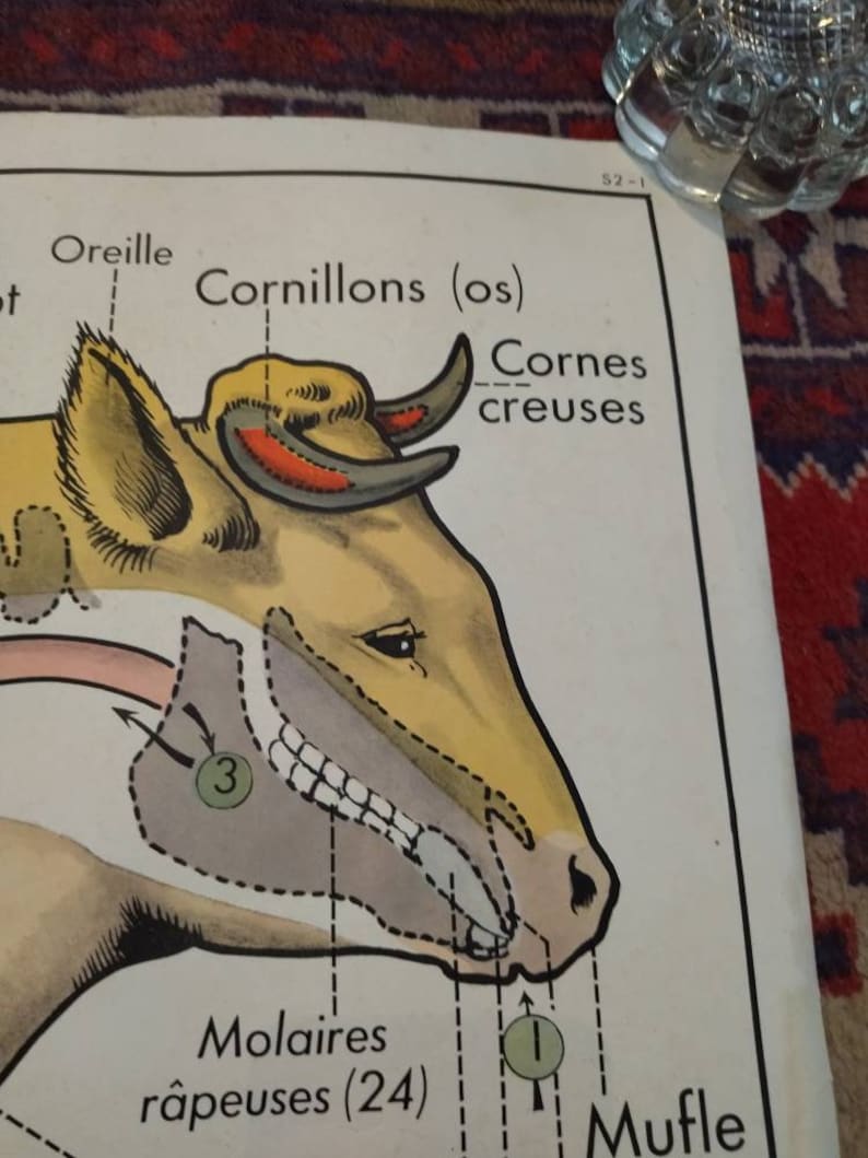 Vintage Animal Anatomy Double Sided School Poster Cow Horse Etsy