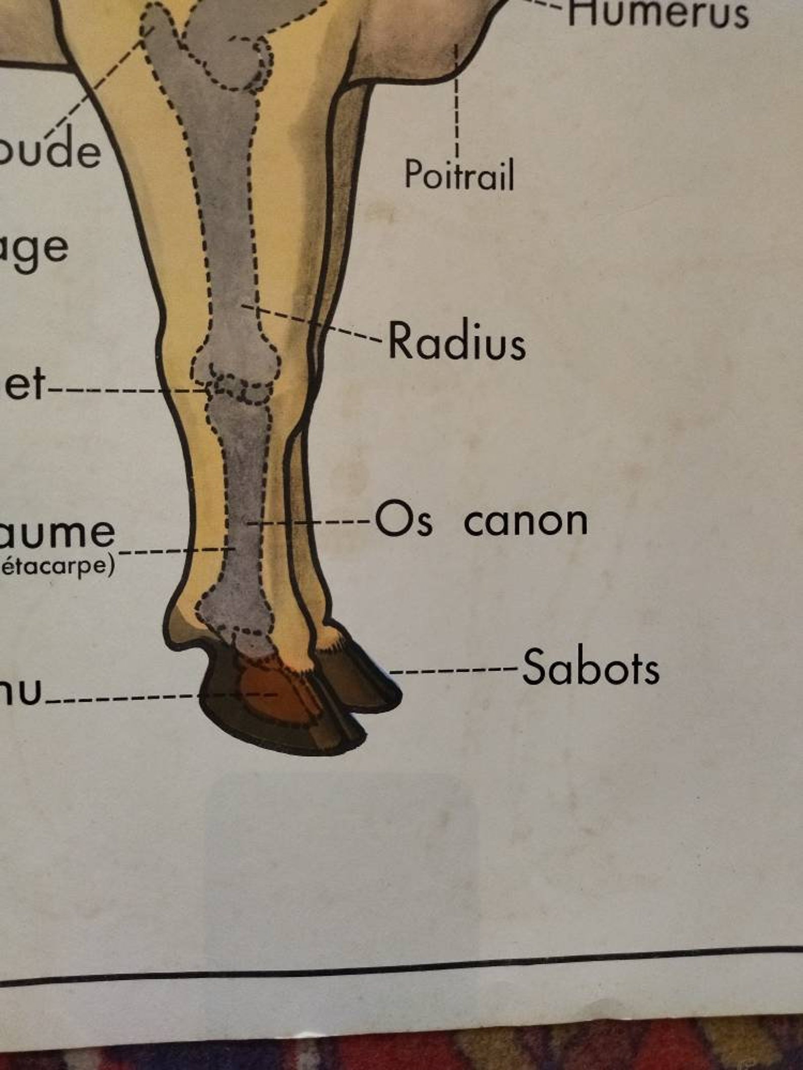 Vintage Animal Anatomy Double Sided School Poster Cow Horse Etsy