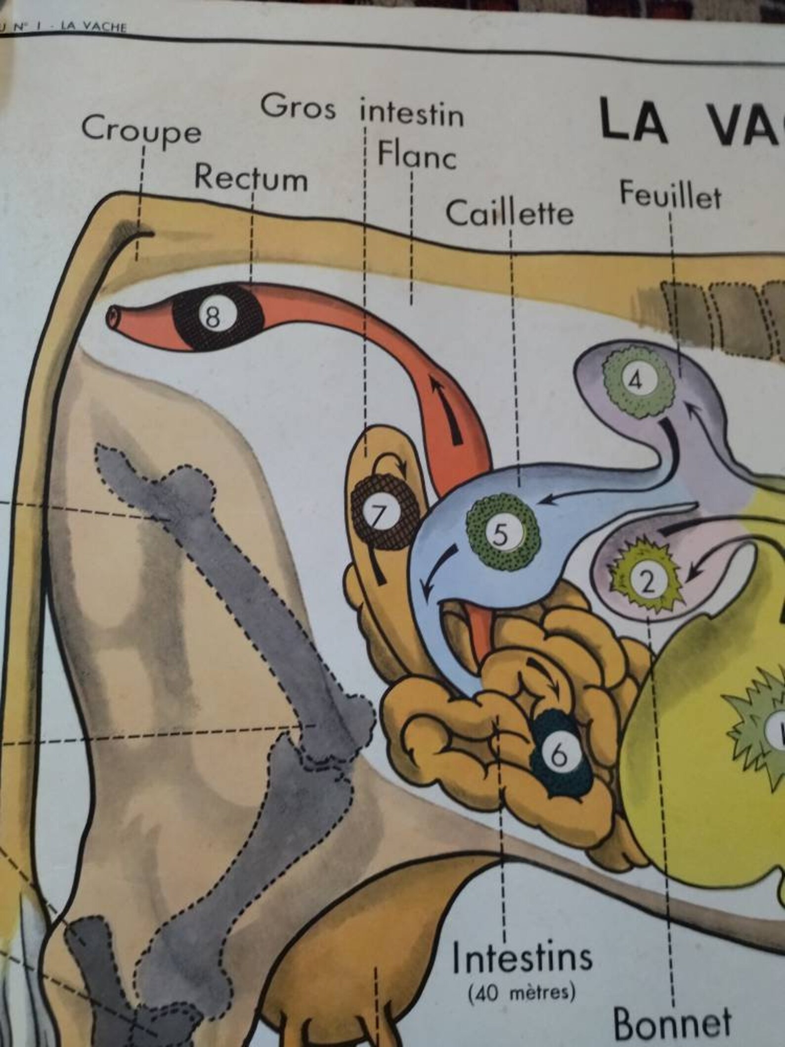 Vintage Animal Anatomy Double Sided School Poster Cow Horse Etsy