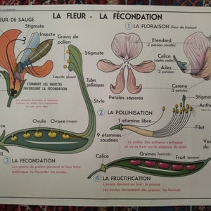 Vintage Botanical Double Sided School poster