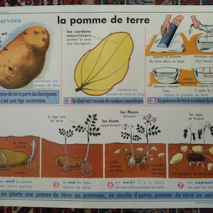 Vintage Botanical Double Sided School poster
