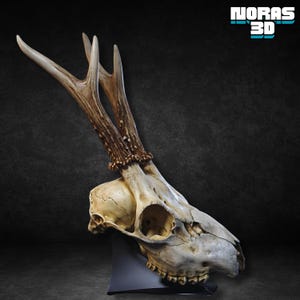 Hjortskallebyst STL, detaljerad 3D-modell, förstödd fil (digital nedladdning)