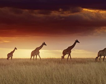 Stampa "Giraffe all'ora d'oro" / Quadro "Tramonto nella savana" (Download digitale)