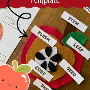 Op de afbeelding: Een educatieve appelanatomie-activiteit met viltlagen in rood, geel en wit met zwarte zaadvormen. Witte papieren labels identificeren onderdelen zoals steel, vruchtvlees, blad, klokhuis en schil. De tekst luidt PARTS OF AN APPLE Template.