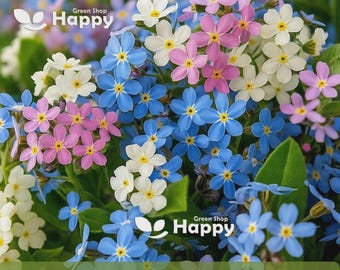 ALPINE FORGET ME not mix  1300 seeds  myosotis alpestris perennial flower