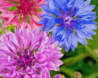 1400x Double Cornflower Frosty Mix Seeds - White Edged Petals in Bright Colours