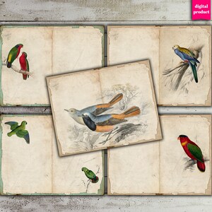 Vintage Bird Ephemera: Printable Junk Journal Pages (Digital Download)