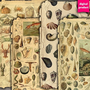 Vintage Seashell Ephemera: Grunge Crustacean Collage (Digital Download)